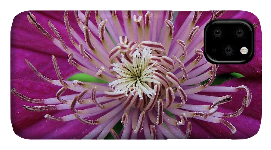 Clematis iPhone 11 Case featuring the photograph Clematis Heart by Lora Fisher
