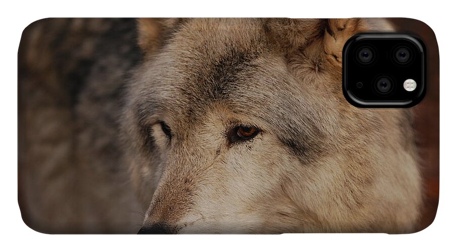 Wolf iPhone 11 Case featuring the photograph Close Up by Lori Tambakis