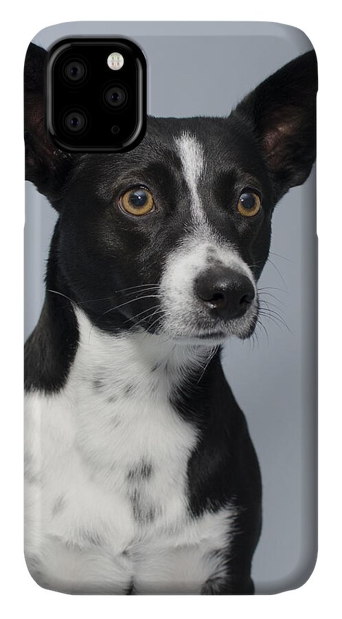 Queensland Heeler Mix Dog Studio Portrait iPhone 11 Case featuring the photograph Cochiti 1 by Irina ArchAngelSkaya