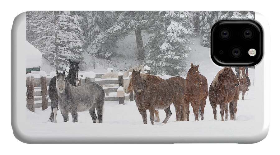Horses iPhone 11 Case featuring the photograph Cold Ponnies by Diane Bohna