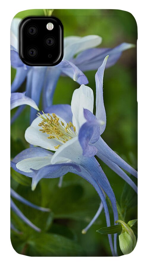 Origami iPhone 11 Case featuring the photograph Columbine-2 by Charles Hite