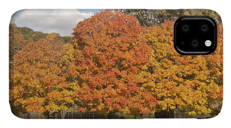 Fall Foliage iPhone 11 Case featuring the photograph Corning Fall Foliage 1 by Tom Doud