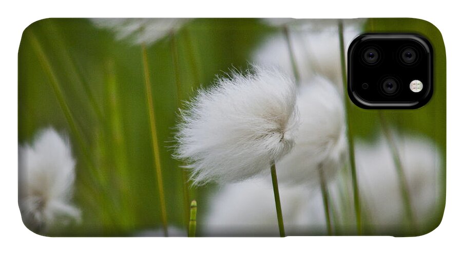 Heiko iPhone 11 Case featuring the photograph Cottonsedge by Heiko Koehrer-Wagner