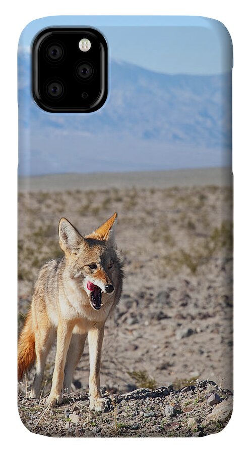 Desert Animals iPhone 11 Case featuring the photograph Desert Coyote by Darren Bradley