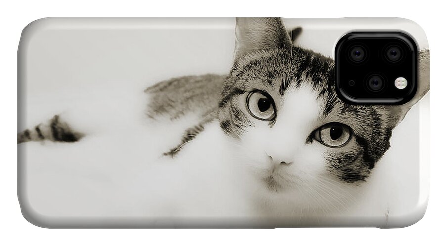 Cat iPhone 11 Case featuring the photograph Dreamy Cat 2 by Andee Design