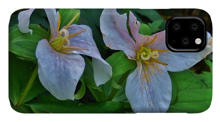 Flowers iPhone 11 Case featuring the photograph Dual Trilliums by Charles Lucas