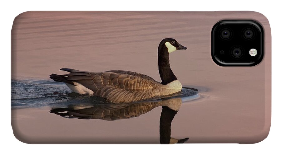 Canadian Goose iPhone 11 Case featuring the photograph Early Morning Swim by Jon Ares