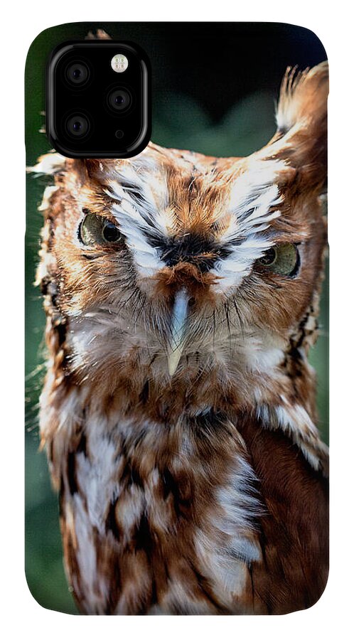 Color iPhone 11 Case featuring the photograph Eastern Screech-Owl by Bernd Laeschke