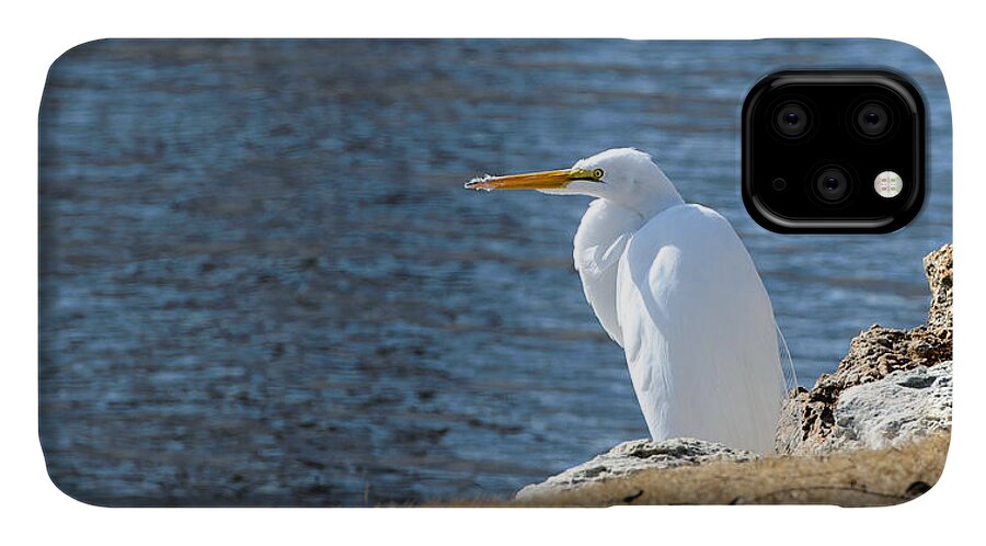 Egret iPhone 11 Case featuring the photograph Egret by John Johnson