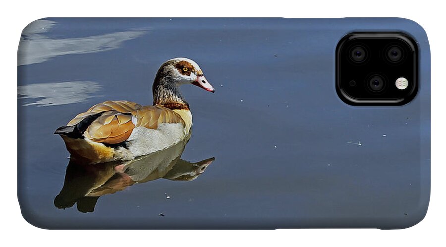 Birds iPhone 11 Case featuring the photograph Egyptian Goose by Tony Murtagh