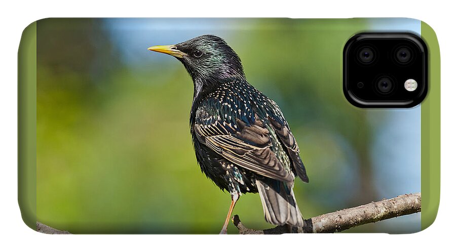 Animal iPhone 11 Case featuring the photograph European Starling in a Tree by Jeff Goulden