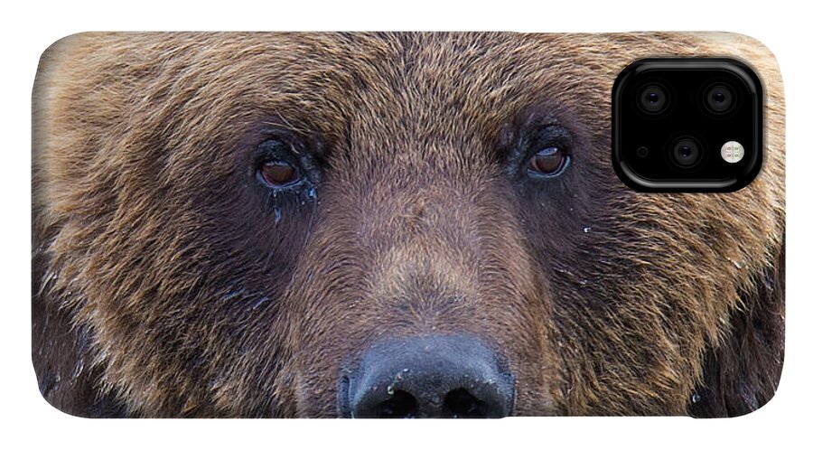Bear iPhone 11 Case featuring the photograph Fall Feast by Kevin Dietrich