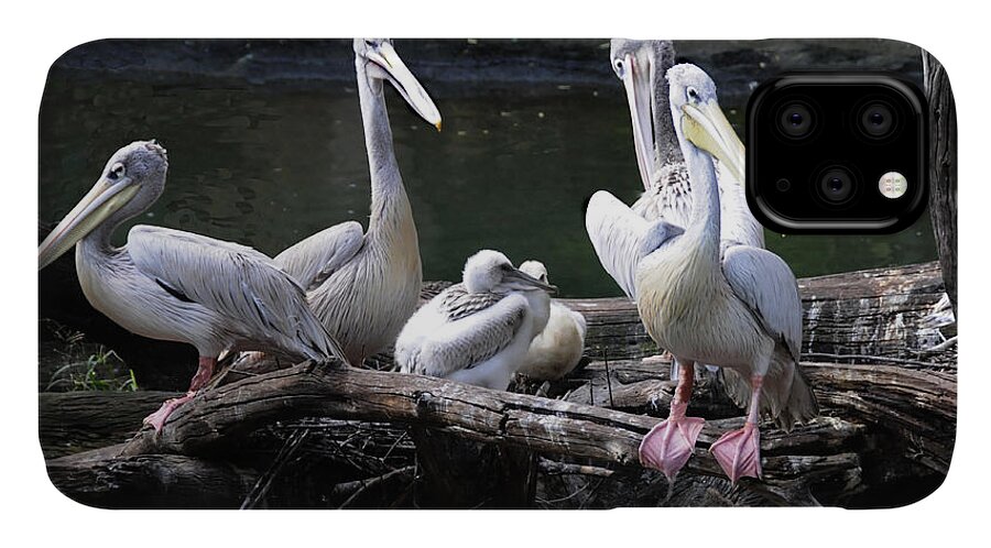 Pelican iPhone 11 Case featuring the photograph Family Time by Jody Lovejoy