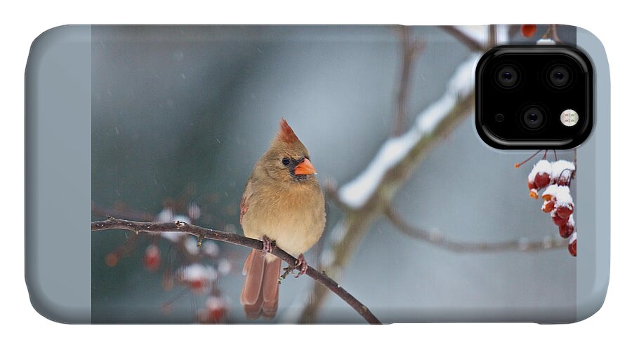 Birds iPhone 11 Case featuring the photograph Female Cardinal on Cherry Tree in Snow by Kristin Hatt
