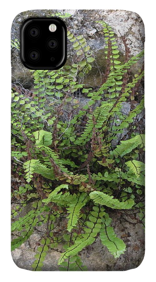 Stone+wall iPhone 11 Case featuring the photograph Fern Tendrils by HEVi FineArt