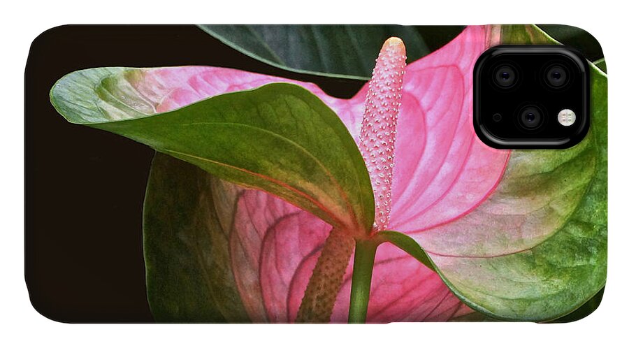 Flamingo Flower iPhone 11 Case featuring the photograph Flamingo Flower by Byron Varvarigos