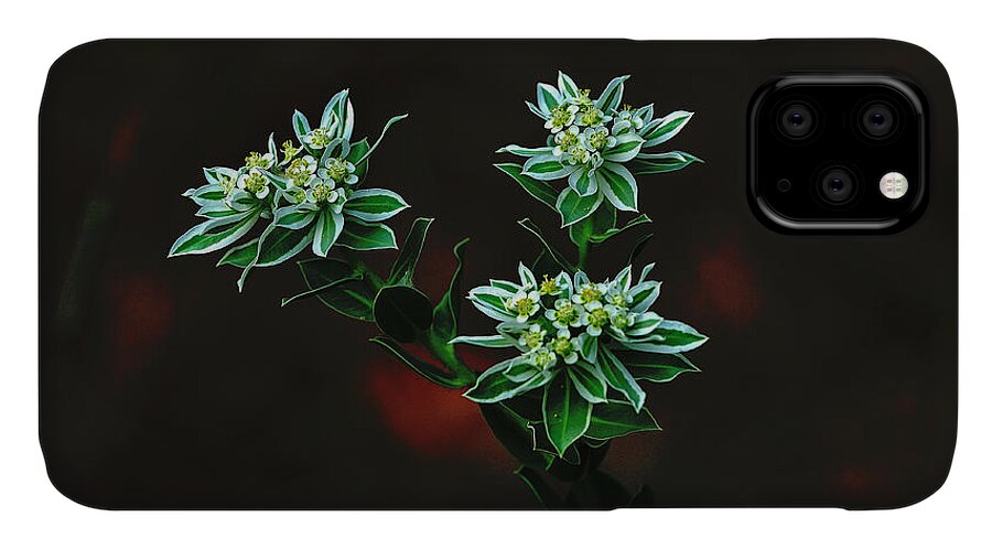 Flowers iPhone 11 Case featuring the photograph Floating Petals by John Johnson