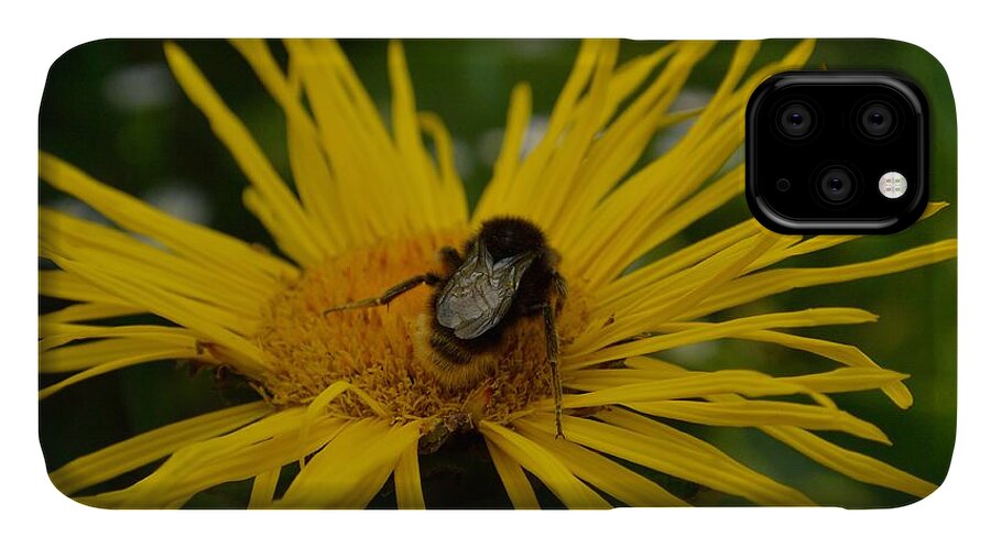 Parks iPhone 11 Case featuring the photograph Bumble Bee and Flower by Bunny My Yummy
