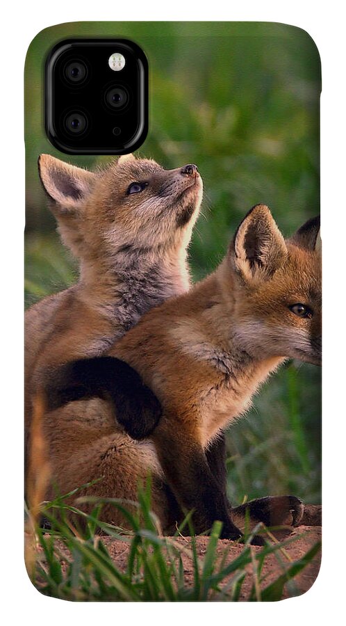 Fox iPhone 11 Case featuring the photograph Fox Cub Buddies by William Jobes