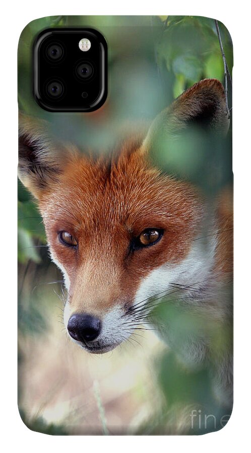 Red iPhone 11 Case featuring the photograph Fox through trees by Tim Gainey