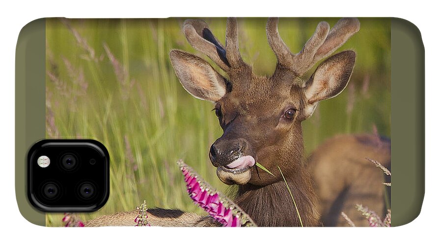 Elk iPhone 11 Case featuring the photograph Grazing at Dusk - Cropped by Todd Kreuter