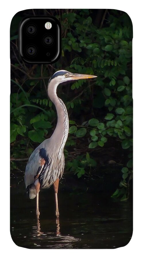 Nature iPhone 11 Case featuring the photograph Great Blue Heron by Robert Mitchell