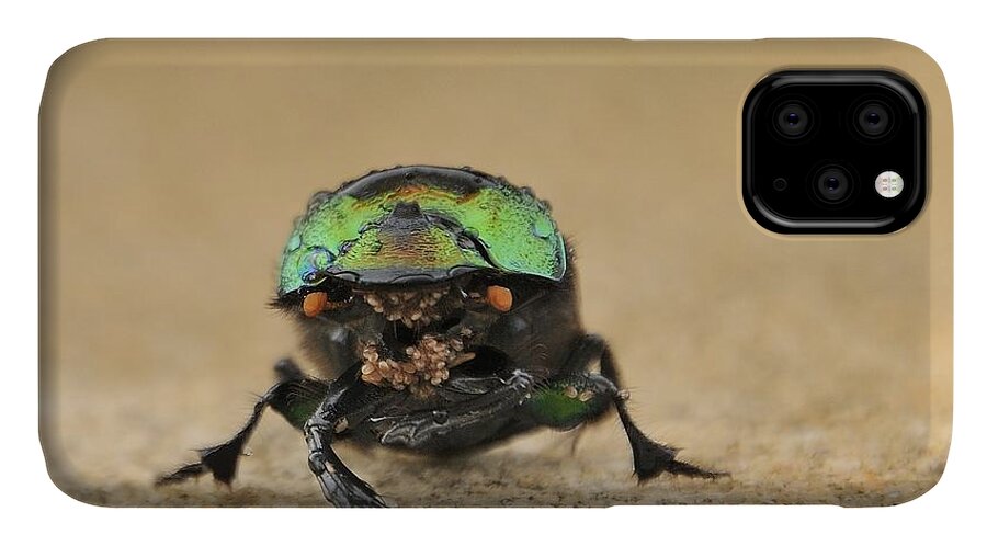 Beetle iPhone 11 Case featuring the photograph Green Beetle by Bradford Martin