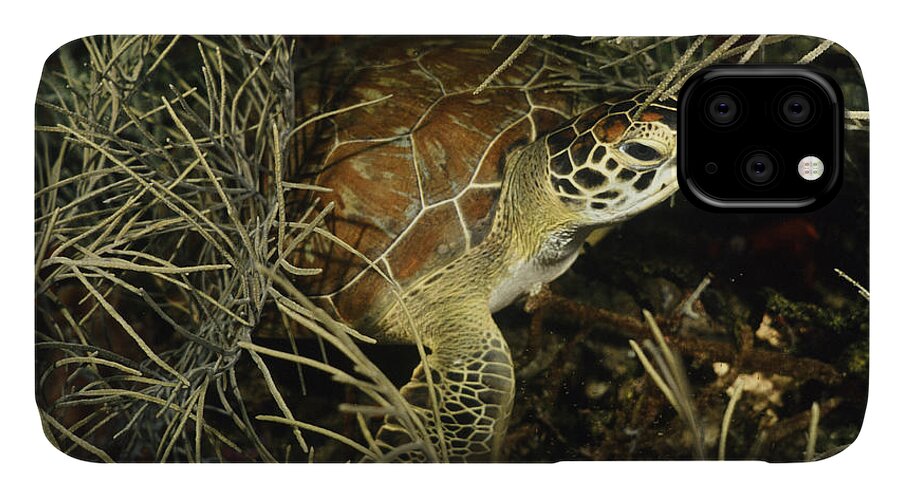 Angle iPhone 11 Case featuring the photograph Green Turtle In Soft Corals by Sandra Edwards