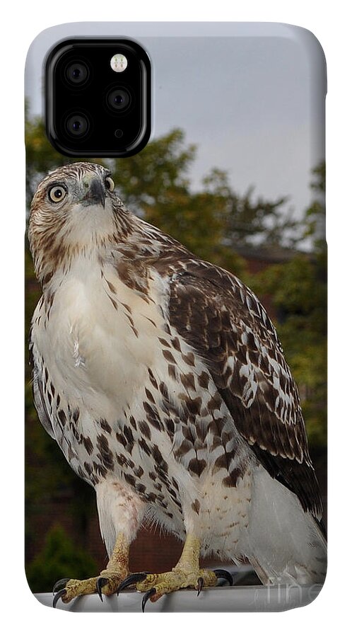 Hawk iPhone 11 Case featuring the photograph Hawk by Luke Moore
