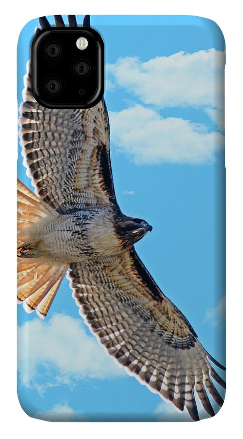 Hawk iPhone 11 Case featuring the photograph Hawk Overhead by Stephen Johnson