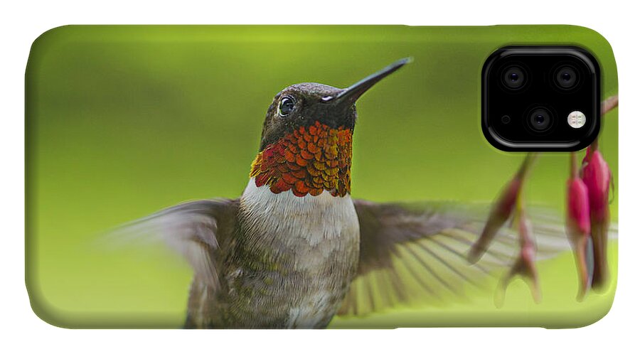 Humming Bird iPhone 11 Case featuring the photograph Hummer by Alana Ranney