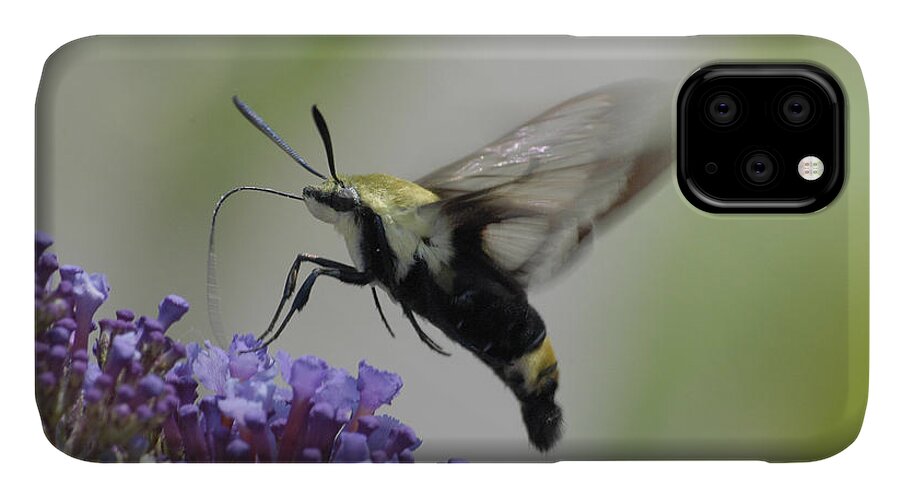 Hummingbird Moth iPhone 11 Case featuring the photograph Hummingbird Moth by Bradford Martin