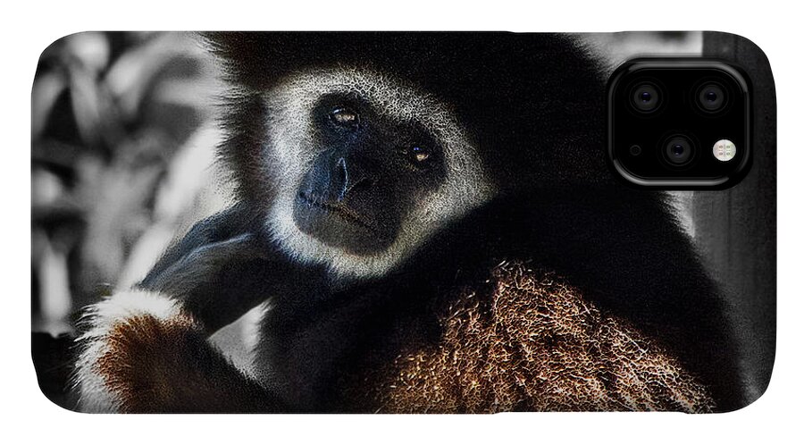 #tarongah Western Plains Zoo iPhone 11 Case featuring the photograph I Think I Could Like You by Miroslava Jurcik