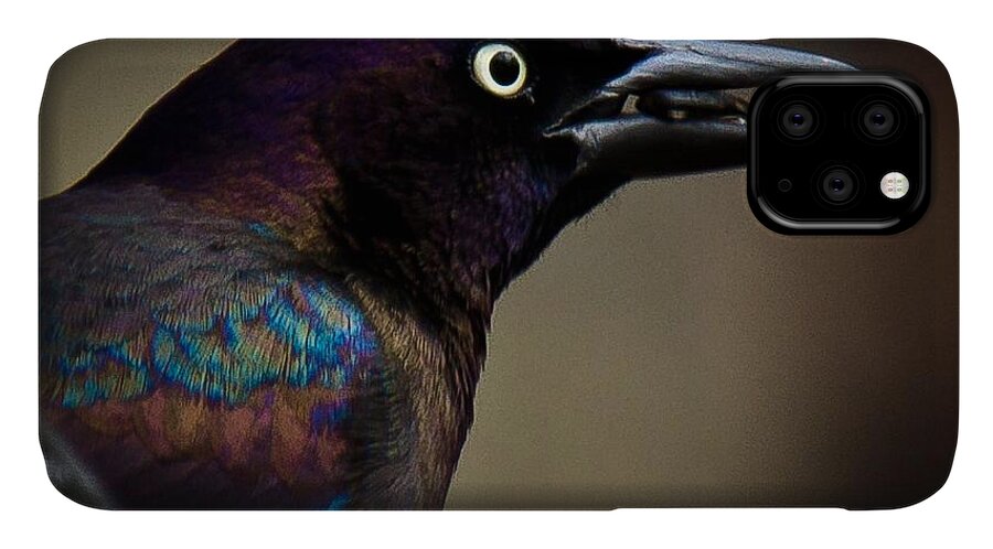 Common Grackle iPhone 11 Case featuring the photograph I'm not done eating by Robert L Jackson