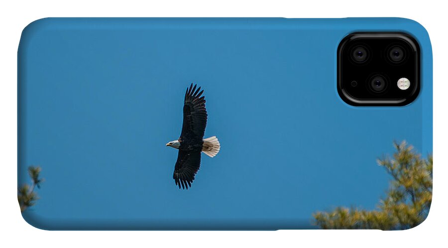 Bald Eagle iPhone 11 Case featuring the photograph In Flight by Brenda Jacobs
