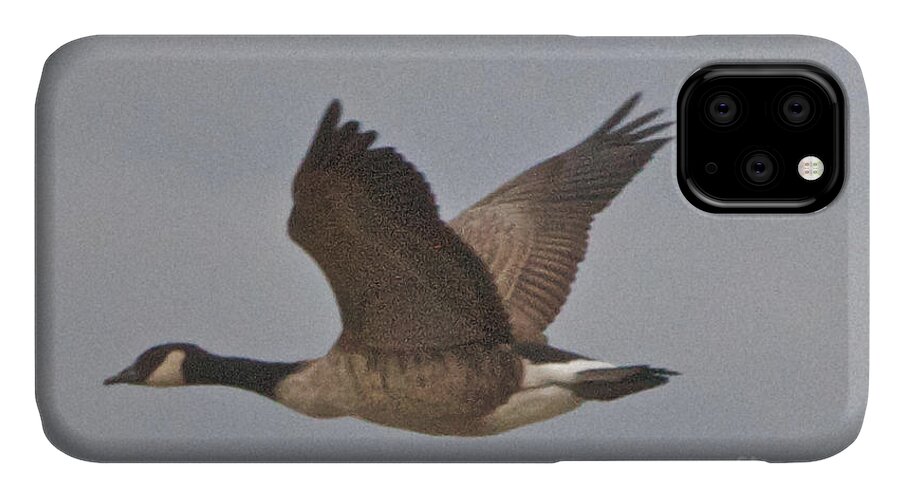 Canadian Geese iPhone 11 Case featuring the photograph In Flight by William Norton