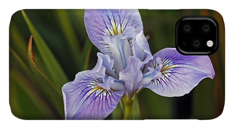 Kate Brown iPhone 11 Case featuring the photograph Iris by Kate Brown