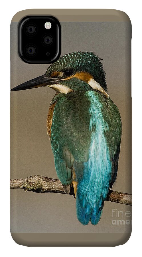Kingfisher iPhone 11 Case featuring the photograph Kingfisher3 by Tony Mills