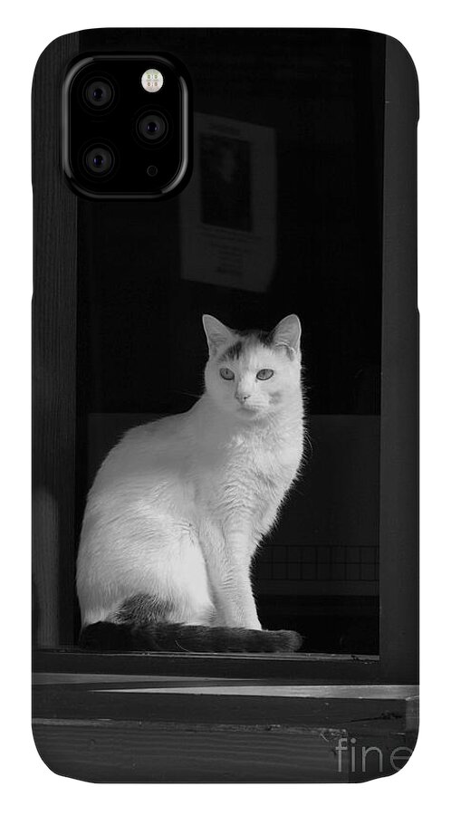 Animals iPhone 11 Case featuring the photograph Kitty in the Window by Crystal Nederman