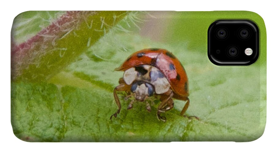 Bugs iPhone 11 Case featuring the photograph Ladybug on Boneset Leaf by Kristin Hatt