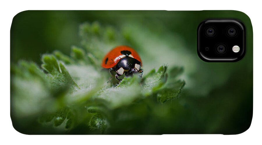 Ladybug On The Move iPhone 11 Case featuring the photograph Ladybug on the Move by Jordan Blackstone