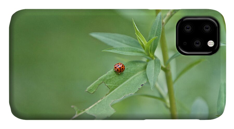 Bugs iPhone 11 Case featuring the photograph Ladybug on the Move by Kristin Hatt
