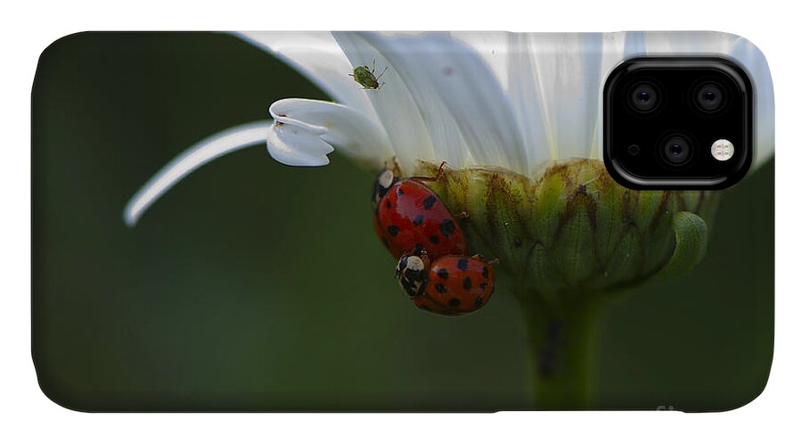 Ladybugs iPhone 11 Case featuring the photograph Ladybugs on Shasta Daisy by Sharon Talson
