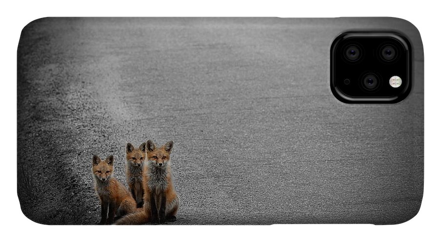Fox iPhone 11 Case featuring the photograph Life is an Unknown Highway by Jim Garrison