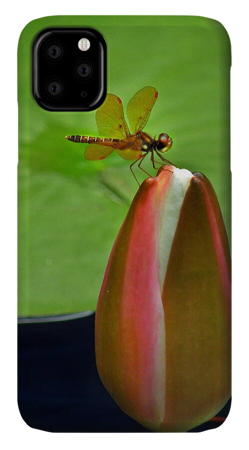 Nature iPhone 11 Case featuring the photograph Lily Pond Amberwing by Deborah Smith