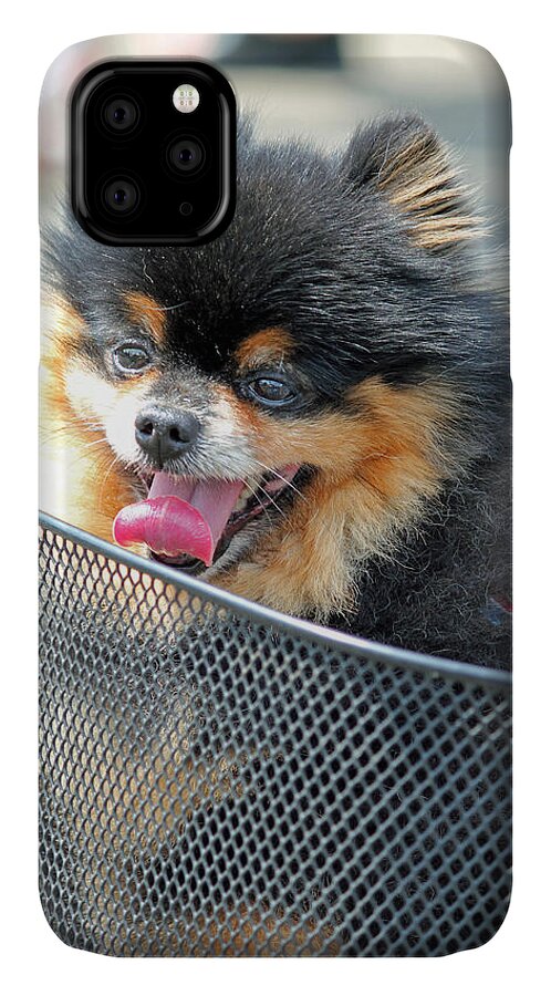 Dog In Basket iPhone 11 Case featuring the photograph Little Companion by E Faithe Lester
