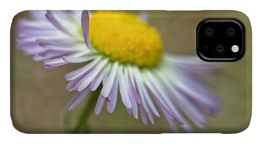 Daisy iPhone 11 Case featuring the photograph Little Daisy by Kevin Bergen