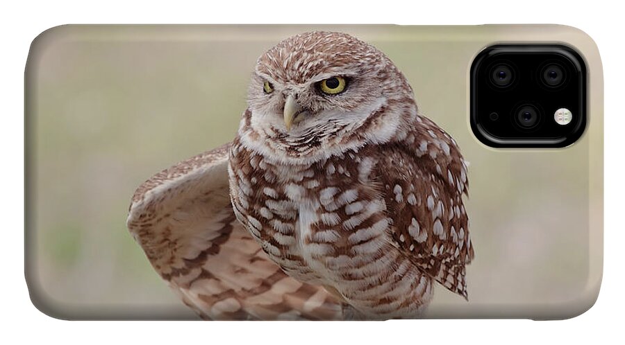 Wildlife iPhone 11 Case featuring the photograph Little One by Kim Hojnacki