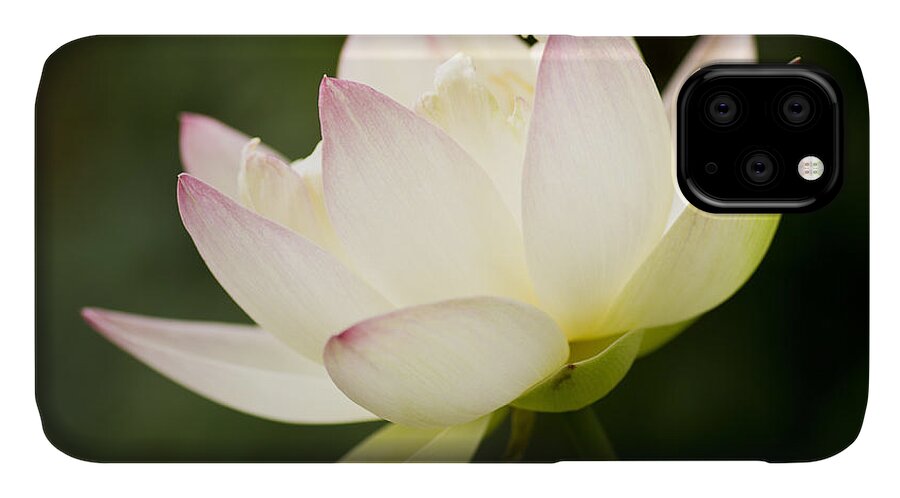 Lotus iPhone 11 Case featuring the photograph Lotus Glow by Priya Ghose