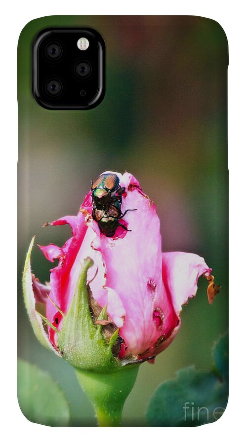 Love Bugs iPhone 11 Case featuring the photograph Love Bugs by Ms Judi